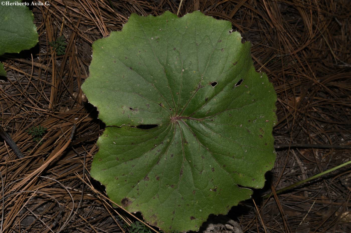 Psacalium pachyphyllum image