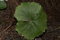 Psacalium pachyphyllum image