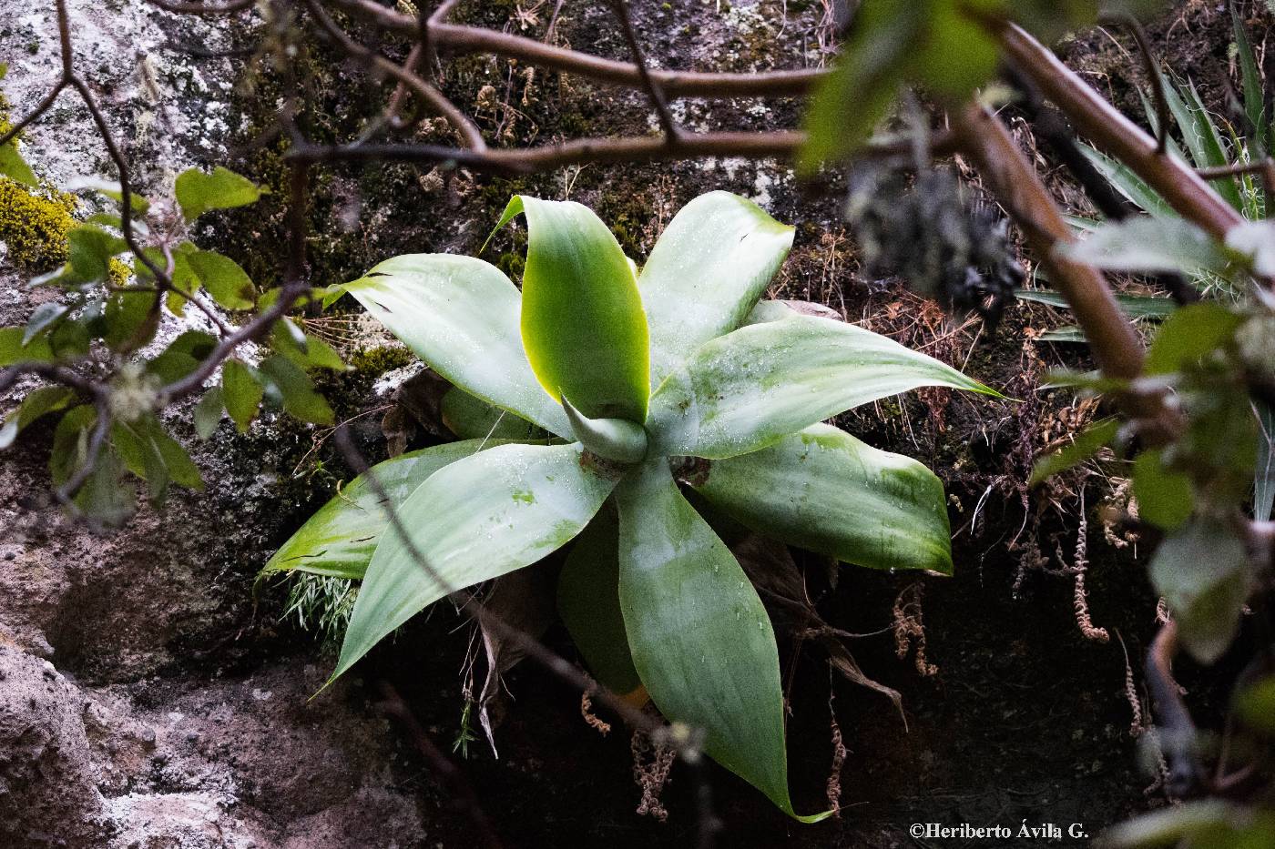 Agave attenuata image