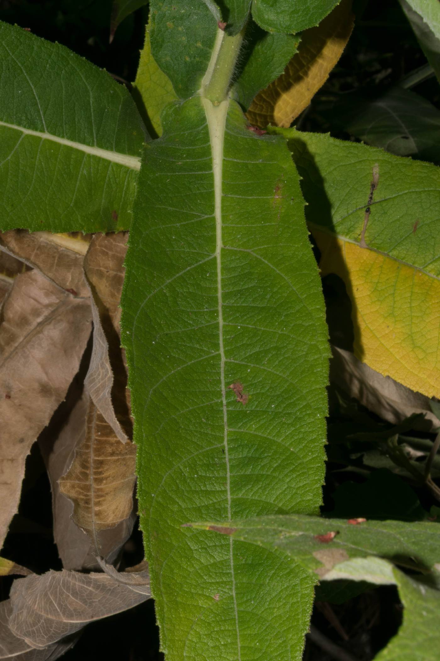 Lagascea helianthifolia image