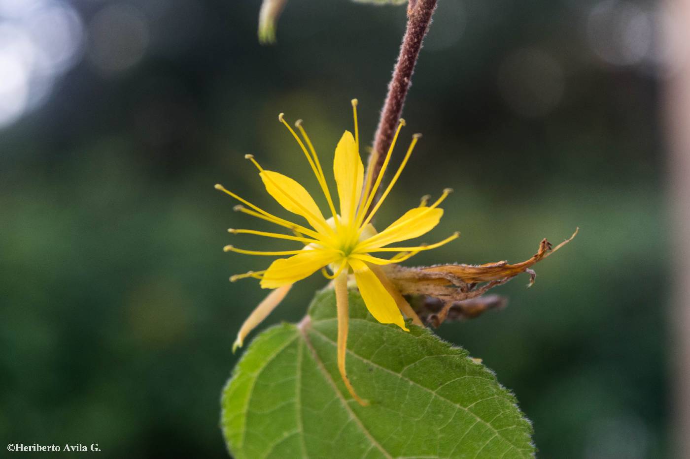 Triumfetta chihuahuensis image