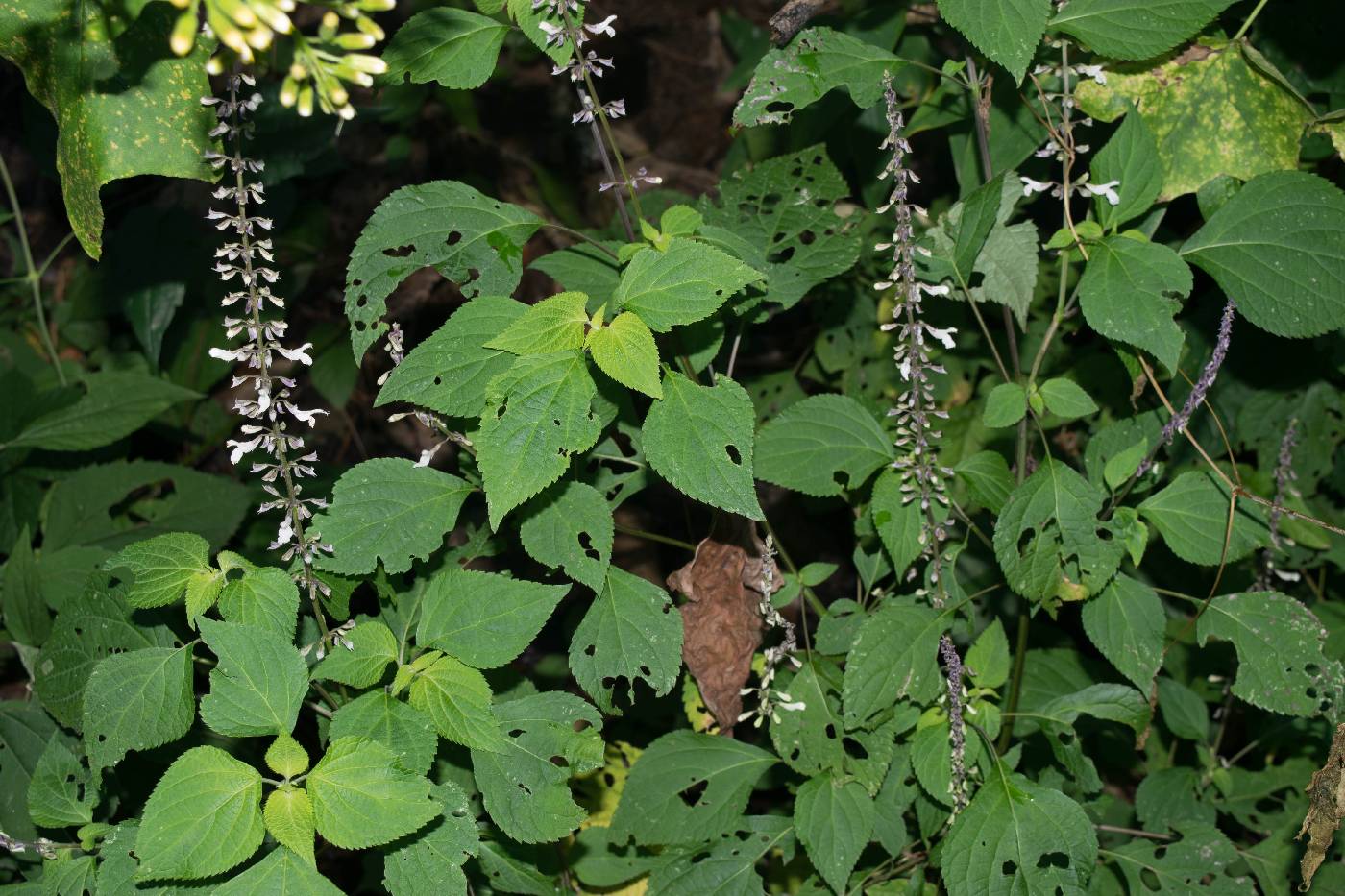 Salvia roscida image