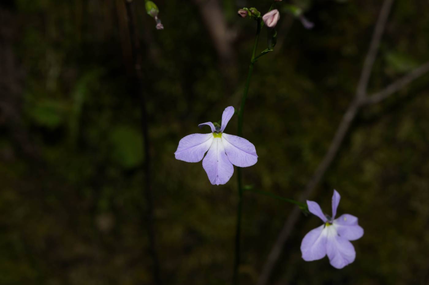 Lobelia goldmanii image