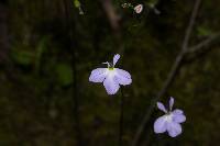 Lobelia goldmanii image