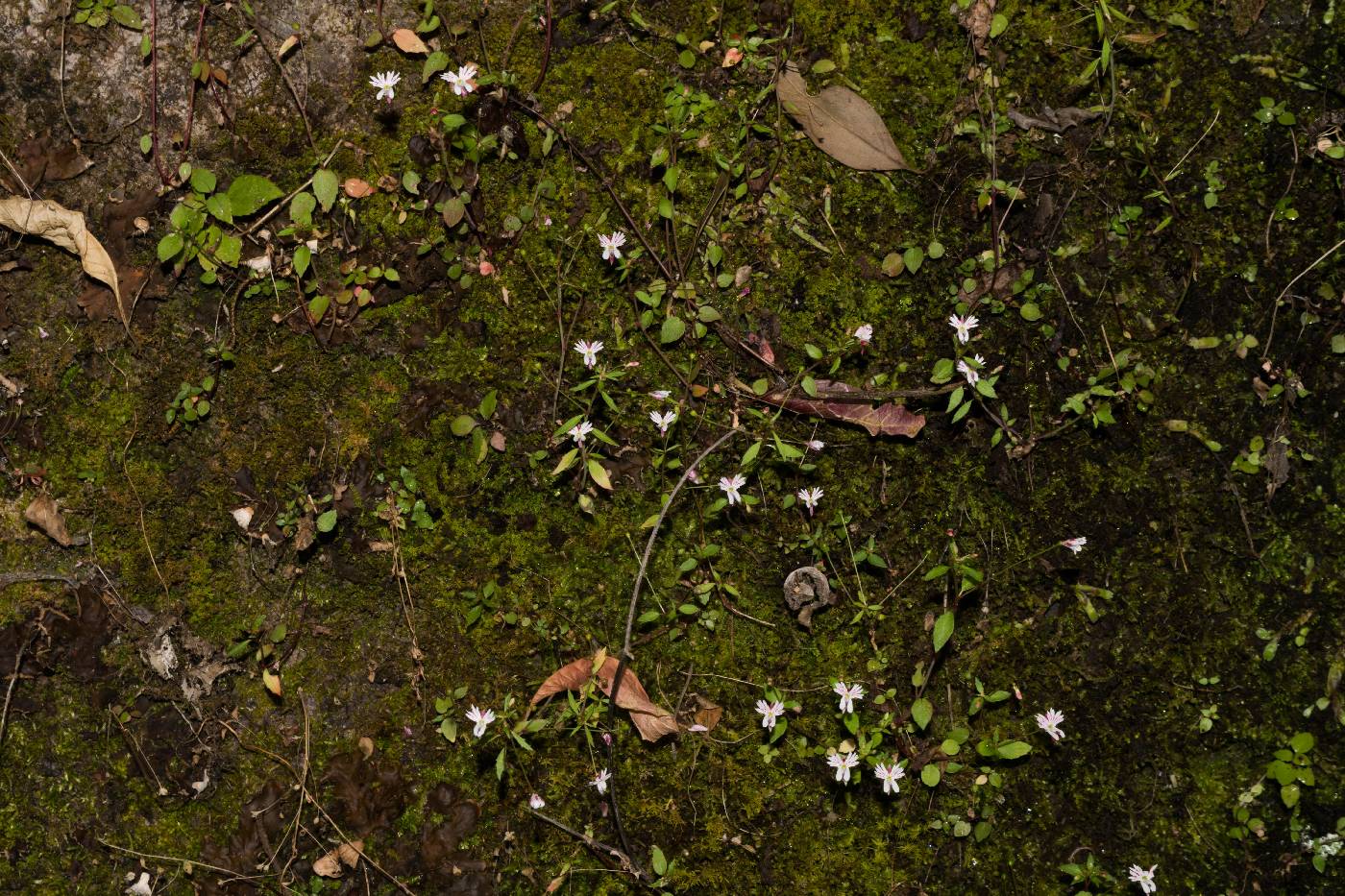 Lobelia goldmanii image