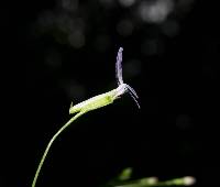 Lobelia goldmanii image