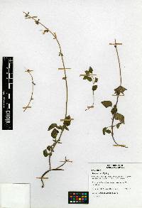 Image of Salvia crucis