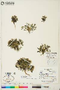 Askellia pygmaea image