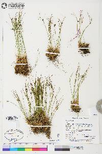 Juncus trifidus image