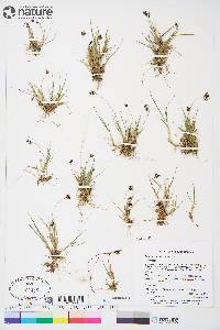 Carex bicolor image