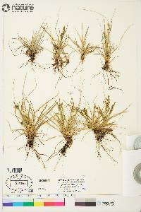 Carex krausei image