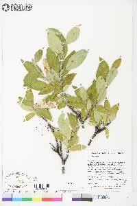 Salix richardsonii image