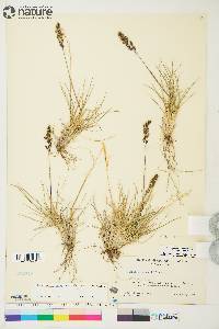 Deschampsia brevifolia image