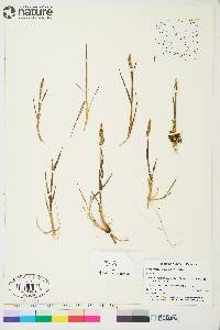 Arctagrostis latifolia subsp. latifolia image