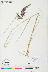 Calamagrostis canadensis subsp. langsdorffii image