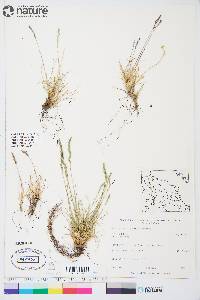 Festuca brachyphylla image