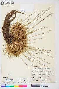 Festuca brachyphylla image