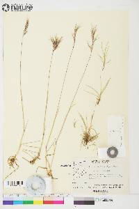 Festuca prolifera image