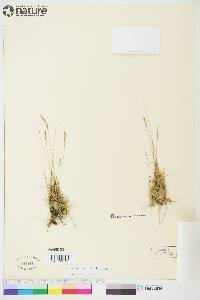 Festuca brachyphylla image