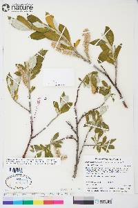 Salix alaxensis image