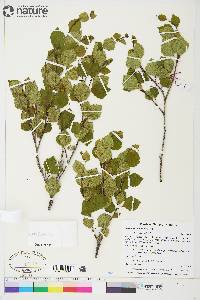 Betula occidentalis image