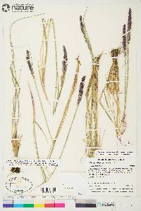 Calamagrostis purpurascens subsp. purpurascens image