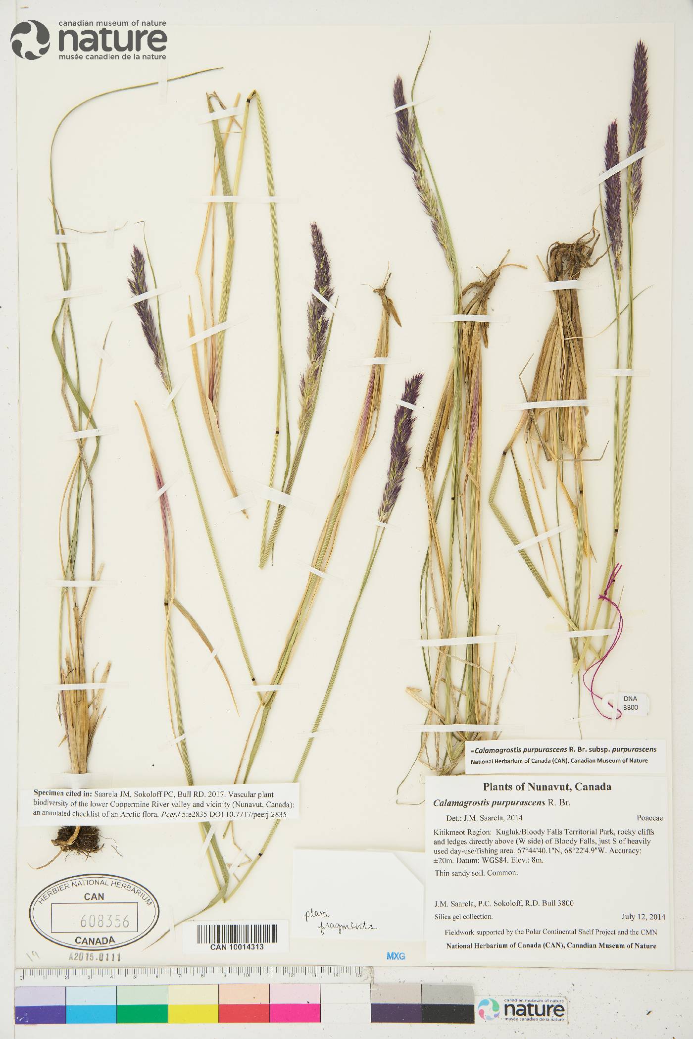 Calamagrostis purpurascens subsp. purpurascens image