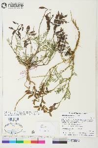 Astragalus australis image