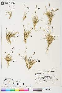 Poa abbreviata image