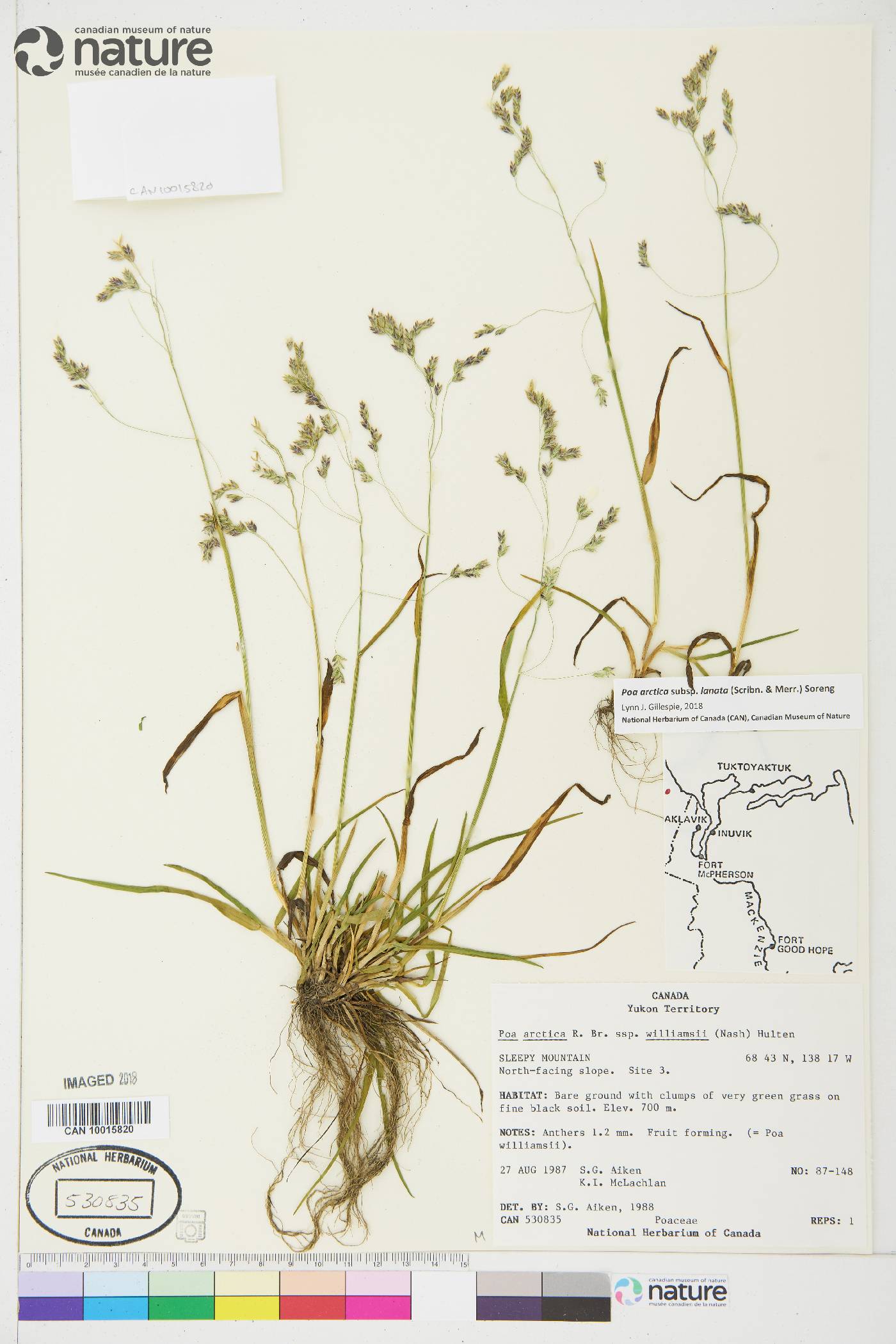 Poa arctica subsp. lanata image