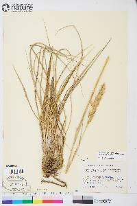 Leymus mollis subsp. villosissimus image