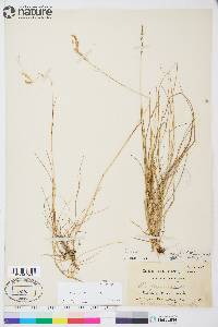 Poa arctica image