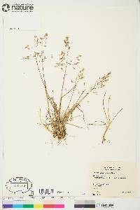 Poa arctica subsp. caespitans image