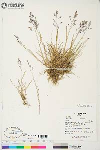 Poa arctica image