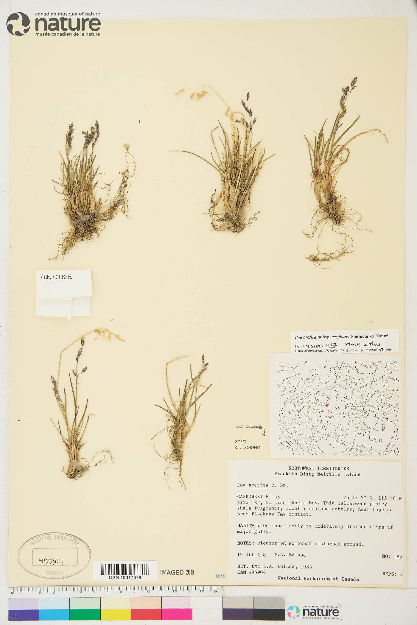 Poa arctica subsp. caespitans image