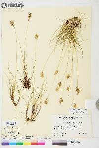 Anthoxanthum monticola subsp. alpinum image