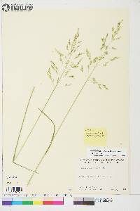 Poa pratensis subsp. alpigena image