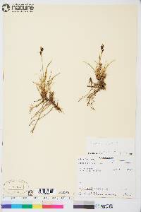 Carex bigelowii image