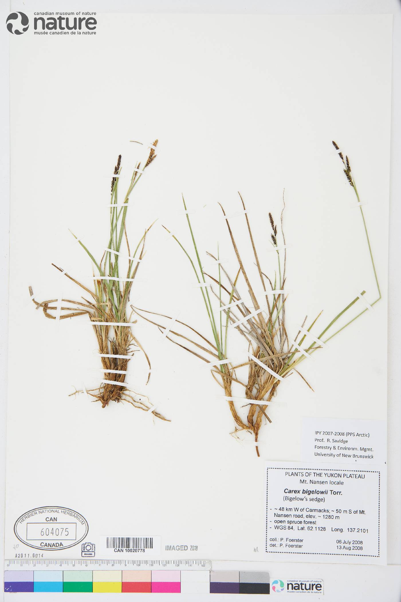 Carex bigelowii image