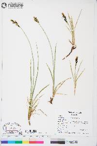 Carex bigelowii image