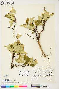 Populus balsamifera image