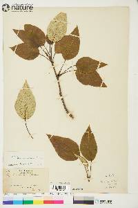 Image of Populus tacamahacca