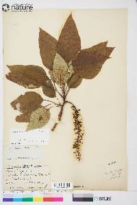 Populus balsamifera image