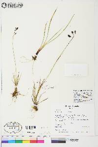 Carex atrofusca image