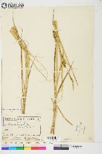 Carex atherodes image