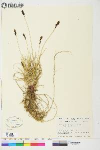 Carex atrosquama image