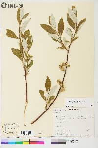 Salix alaxensis var. longistylis image