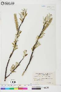 Image of Salix longistylis