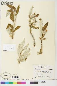 Salix alaxensis image