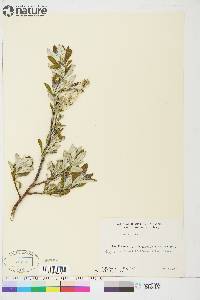 Salix longistylis image